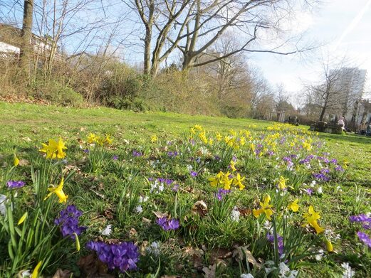 Ob in den großen Parks oder in kleinen Grünanlagen wie dieser im Münchfeld: Die Stadt blüht auf.