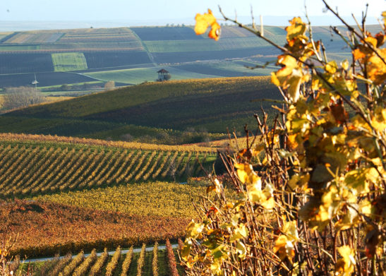 Blick über die Weinberge in Ebersheim