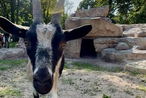 Ziege im Gonsenheimer Wildpark © Landeshauptstadt Mainz
