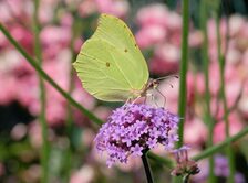 Auf dem Foto ist ein Schmetterling (Zitronenfalter) abgebildet.