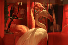 Bildergalerie Stadt der Wissenschaft 2011 Flamingos und ein Papagei in der Sonderausstellung bunt!? Die Welt ist bunt! Doch wie entstehen Farben und wozu dienen sie? Fragen wie dieser ging die Sonderausstellung "bunt!?" im Naturhistorischen Museum Mainz ab November 2011 unterhaltsam auf den Grund. Im Mittelpunkt standen die Farben der Natur und die Natur der Farben. Auch im kulturellen Kontext spielen Farben eine große Rolle! Zu diesem Thema entstanden zwei Vitrinen in Kooperation mit dem Institut für Ethnologie und Afrikastudien der Johannes Gutenberg-Universität Mainz.