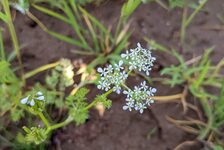 Bildergalerie Erhaltungsacker TH Bingen Venuskamm - Scandix pecten-veneris