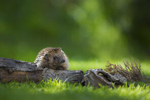 Igel auf Holzstamm © NABU Andreas Bobanac
