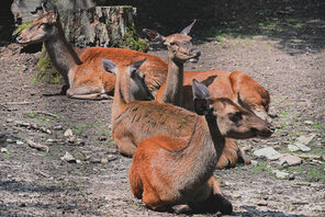 Tiere im Wildpark Gonsenheim, liegende Rehe © Landeshauptstadt Mainz