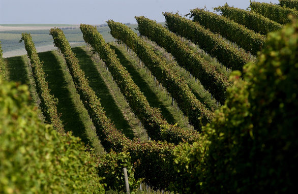 Weinberge in Rheinhessen