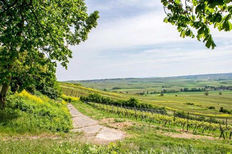 Blick vom Wissberg ins Tal und auf die Weinreben